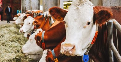 Cómo dejar de consumir lácteos