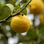 que beneficios tiene el limón